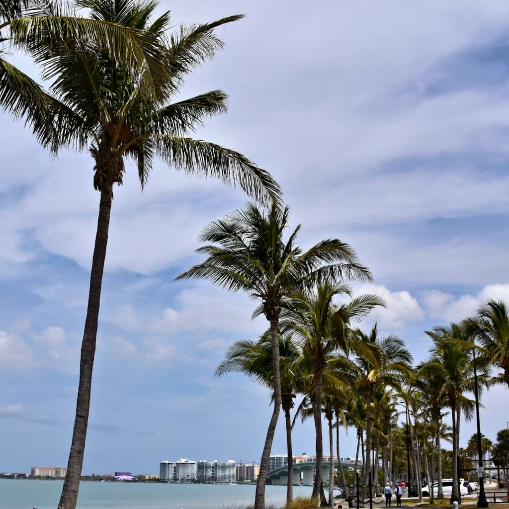 Palm trees and sky in Florida